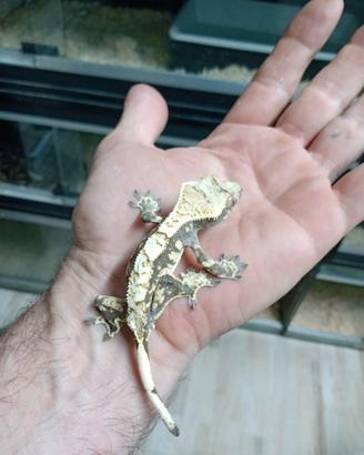 geco ciliatus compreso di teca 