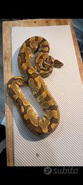 Pitone ENCHY super pastel het PIED