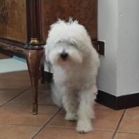 Barboncino in adozione