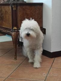 Barboncino in adozione