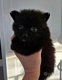 Cuccioli spitz pomerania neri maschi