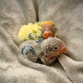 Inseparabile Fischer Pullo