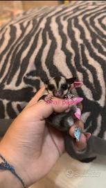 Petauri dello zucchero