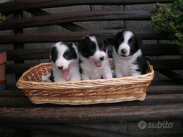 Border collie cuccioli