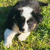 Cucciolo di pastore australiano