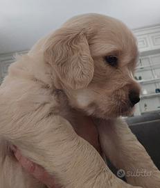 Cucciole Golden Retriever