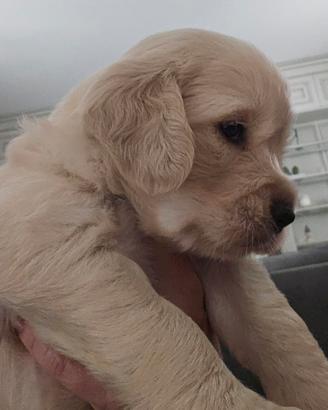 Cucciole Golden Retriever