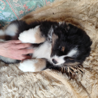 Miniature American Sheperd