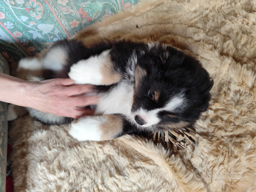 Miniature American Sheperd