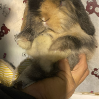 Cuccioli, minilop e arieti nani varie colorazioni