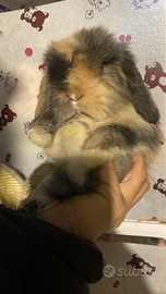 Cuccioli, minilop e arieti nani varie colorazioni