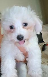 maltese toy