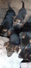 Cuccioli figli di pastore tedesco nero focato