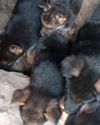 Cuccioli figli di pastore tedesco nero focato