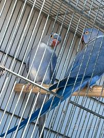 Parrocchetto dal collare