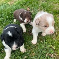Cuccioli border collie