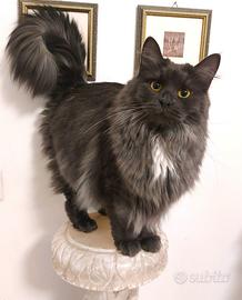 Gatte Siberiane ipoallergeniche