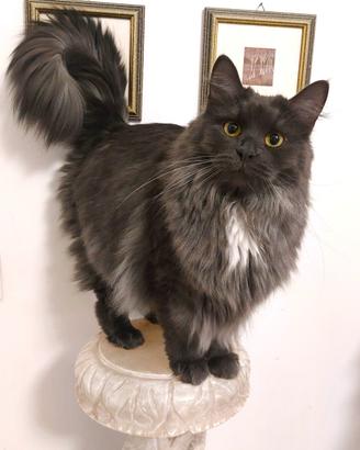 Gatte Siberiane ipoallergeniche