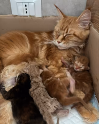 Cuccioli Maine Coon con pedigree