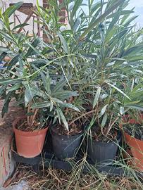oleandro in vaso 60 cm