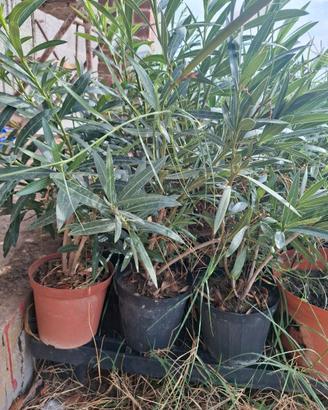 oleandro in vaso 60 cm