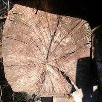 travi vecchie di rovere