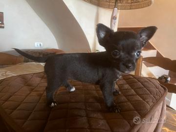 Cucciolo di chihuahua maschio 2 mesi