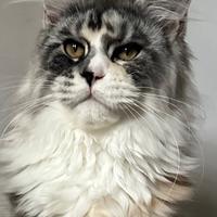 Cucciola Maine Coon