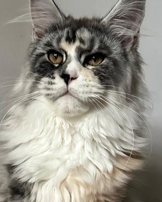 Cucciola Maine Coon