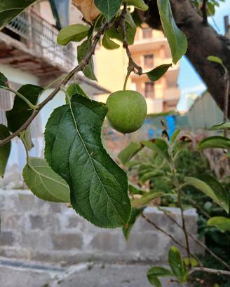 PIANTA MELA GOLDEN DELICIOUS