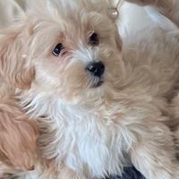 Maltipoo toy