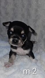 Chihuahua cucciolo Allevamento Cucciolisole