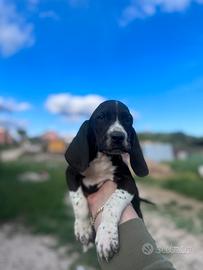 Cucciolo bracco tedesco maschio