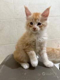 Cuccioli Maine Coon