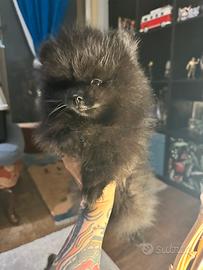 Cuccioli Spitz di Pomerania