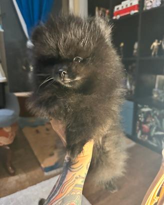 Cuccioli Spitz di Pomerania