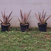 Piante di Aloe