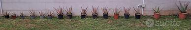 Piante di Aloe