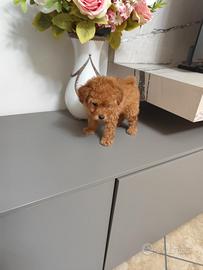 Barboncino Toy Maschietto 65 Giorni