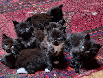 Maine Coon cuccioli pedigree