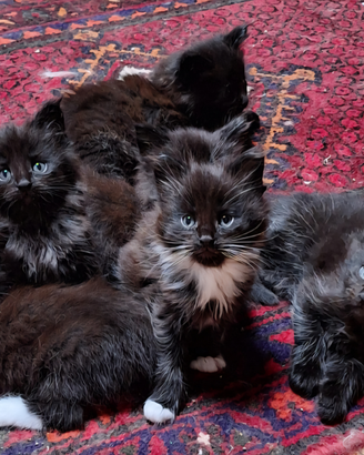 Maine Coon cuccioli pedigree