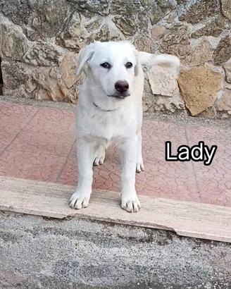 Lady cucciolo di 3 mesi