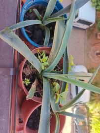 aloe vera aloe arboscens