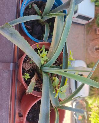 aloe vera aloe arboscens