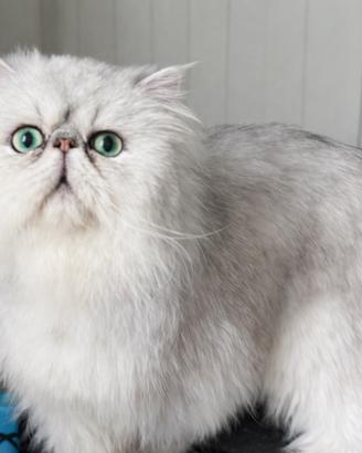 Persiano Chinchillà