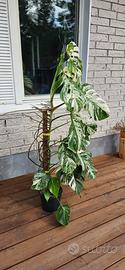 Monstera Variegata