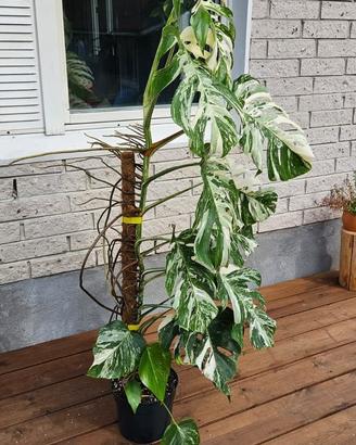 Monstera Variegata