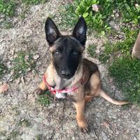Cucciola malinois, solo amanti della razza