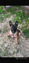 Cucciola malinois, solo amanti della razza