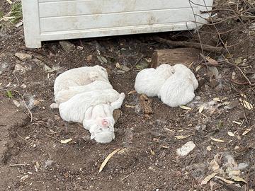 Cuccioli Pastore Maremmano maschi e femmine